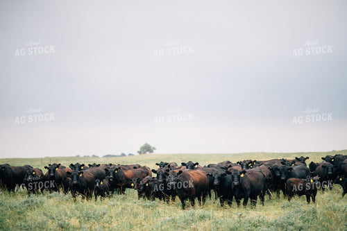 Cow and Calf Herd in Pasture 53032