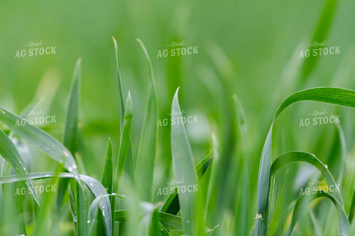 Corn Plant Leaves 79245