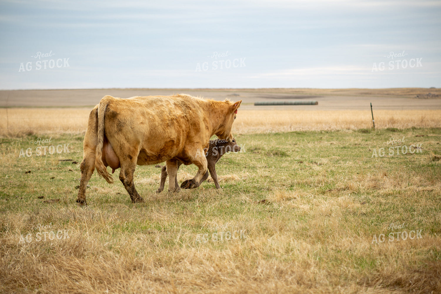 Cow Calf Pair 155707