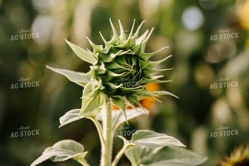 Closed Sunflower 68122