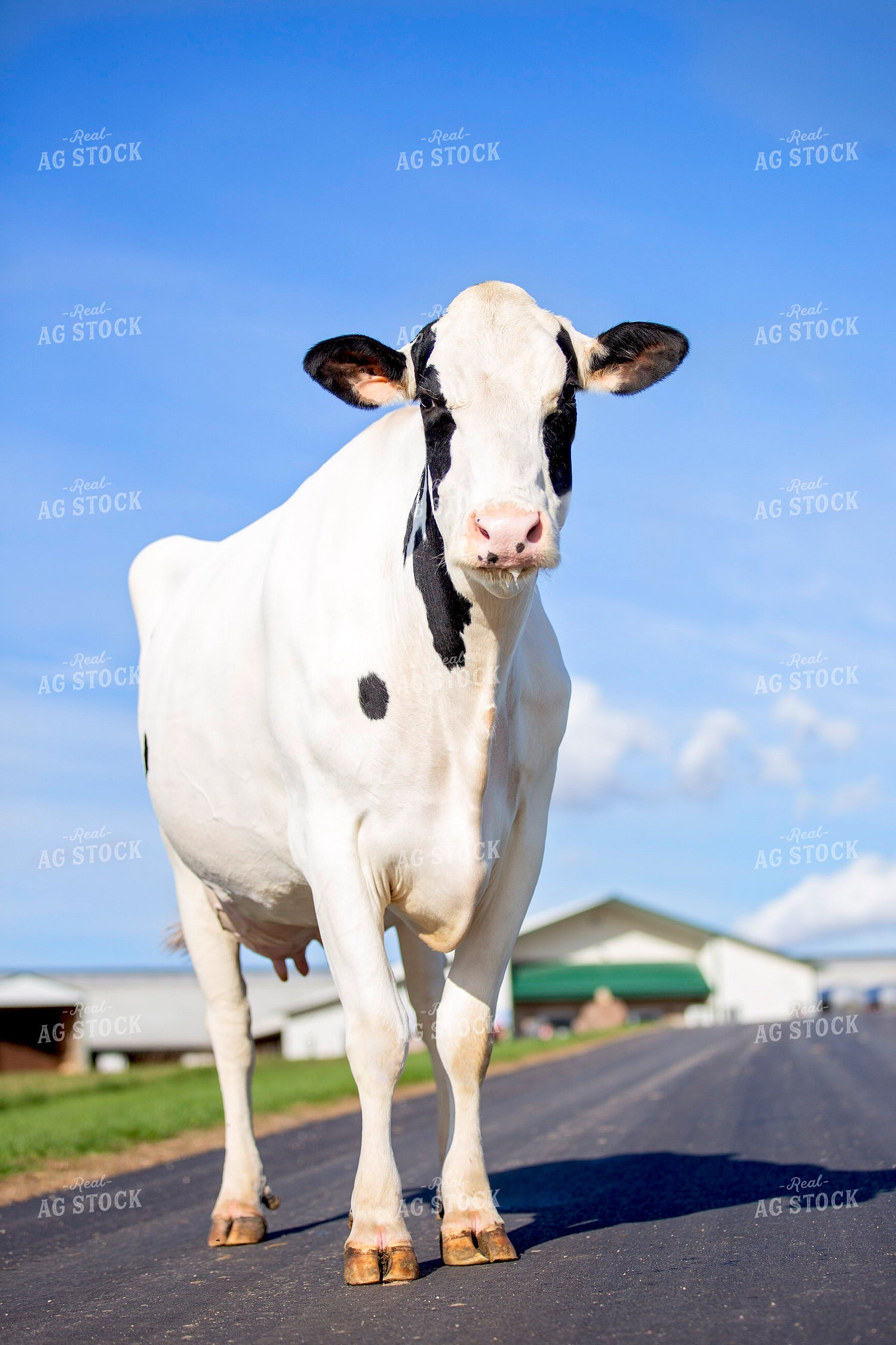 Holstein Cow 55344