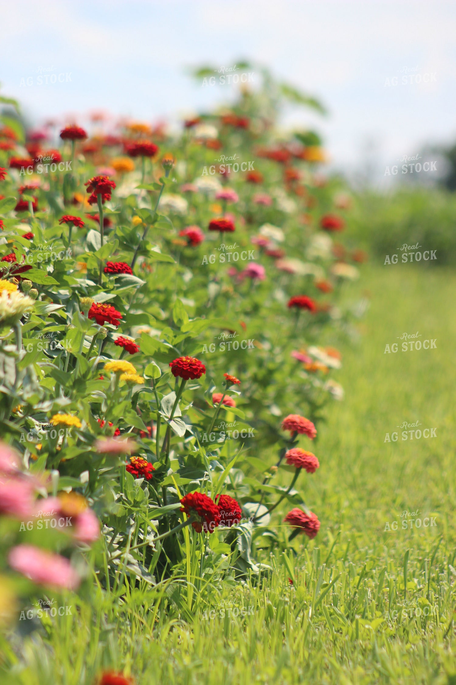 Zinnia Patch 73041