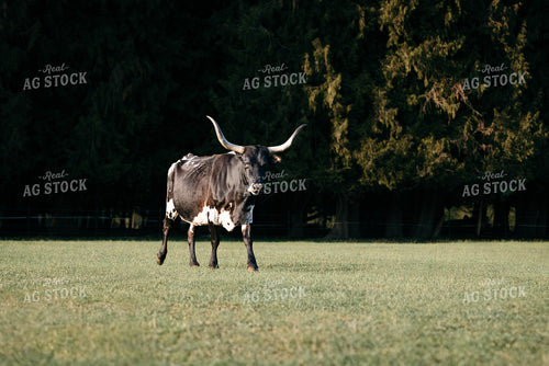 Longhorn 178004