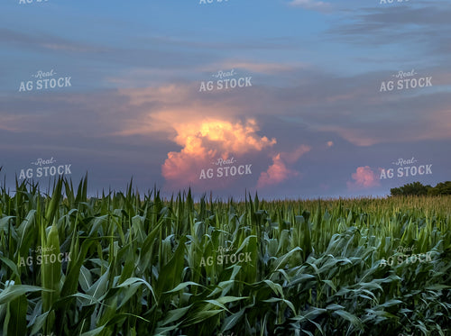 Sunset over Corn Field 154046