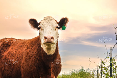 Hereford Cow in Pasture 125074