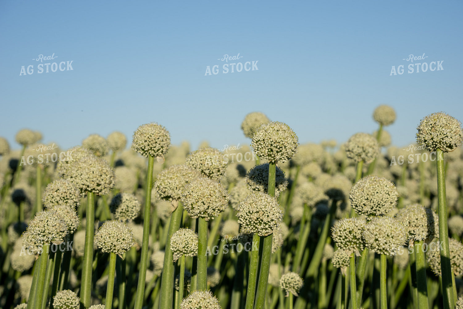Onion Seed Field 65814