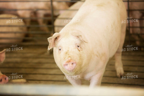 Finishing Pigs in Barn with Slatted Floor 3892