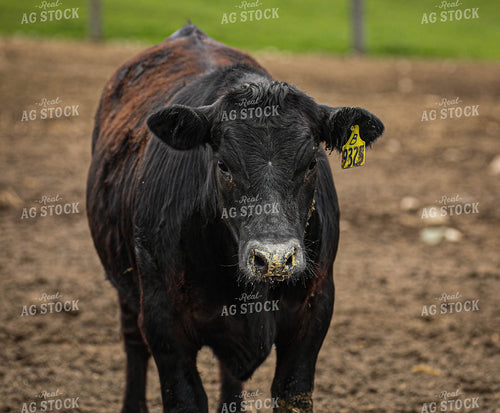 Angus Cow 160025