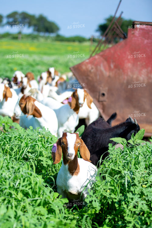 Herd of Boer Goats 134035