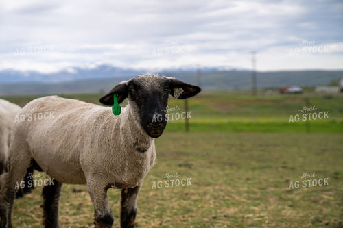 Lamb Standing in a Green Meadow with Hills in the Background 65322