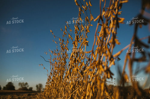 Dried Soybeans in Partially Harvested Field 5087