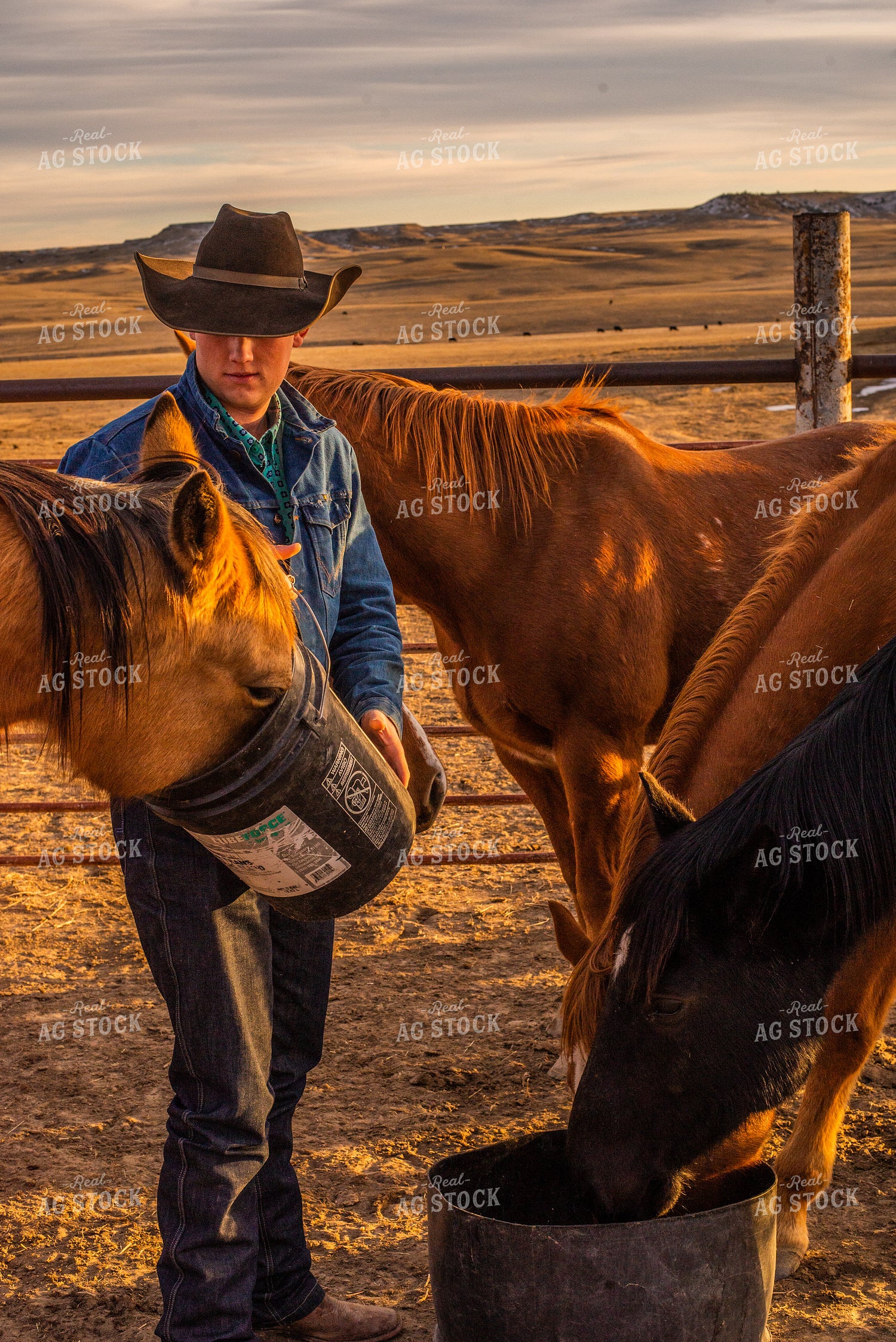 Rancher Feeding Horses 299092