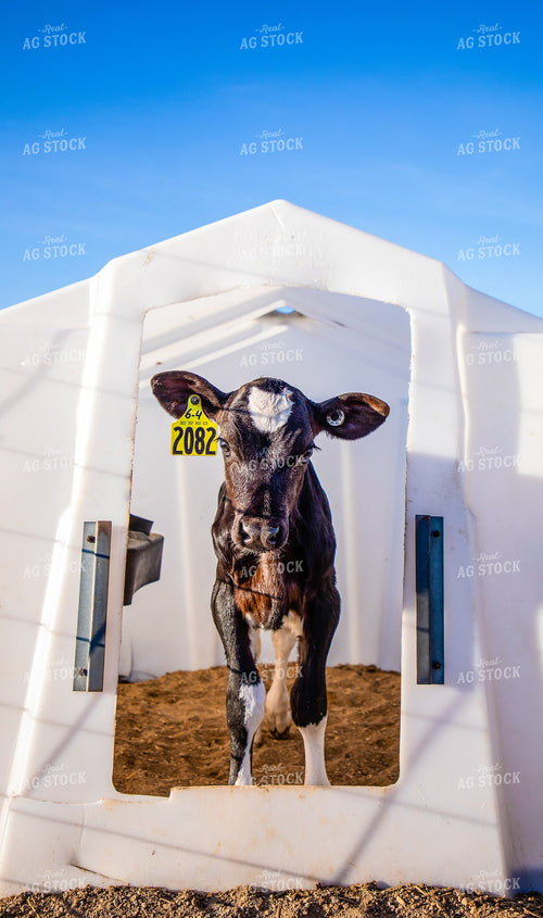 Holstein Calf in Hutch 152232