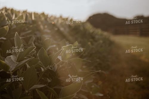 Midseason Soybean Field 279008