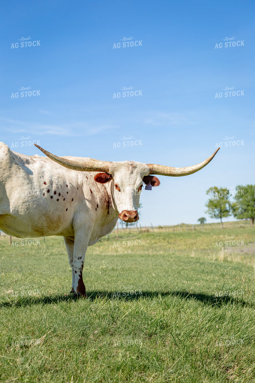 Longhorn Cow 155311