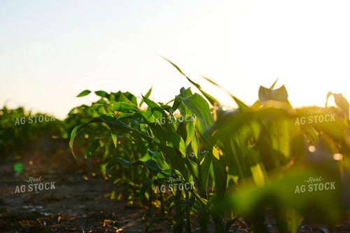 Early Growth Corn Field 129148