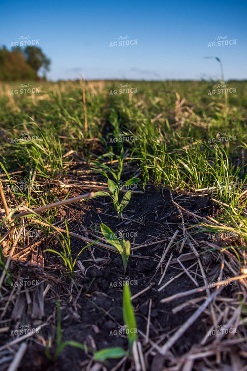 Cover Crop Field 76149