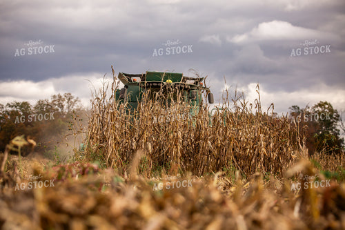 Corn Harvest 270654