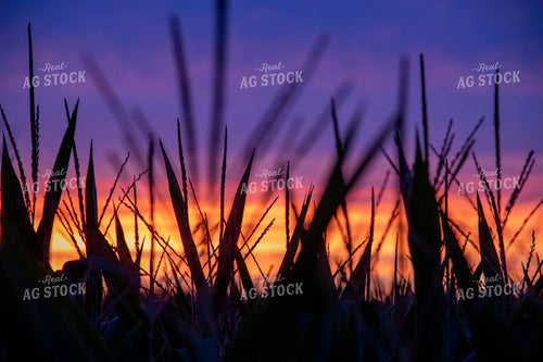 Sunset Over Corn Tassels 25291