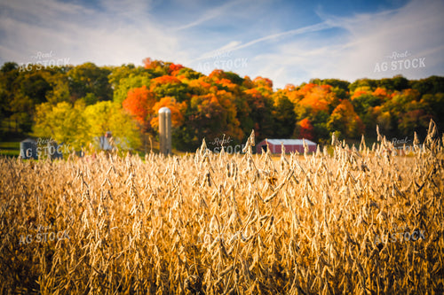 Dried Soybeans in Field 153020