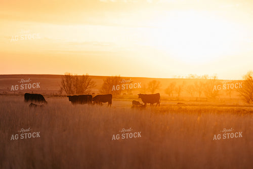 Cattle at Sunset 68313
