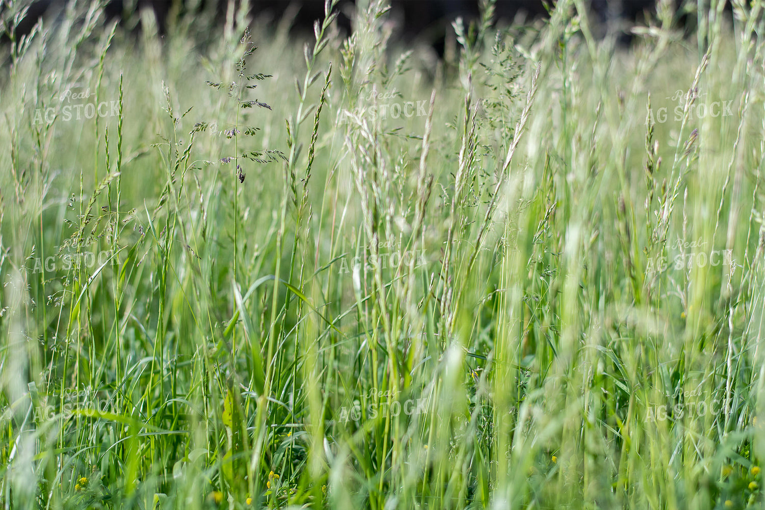Pasture Grass Close Up 50103