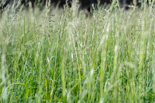 Pasture Grass Close Up 50103