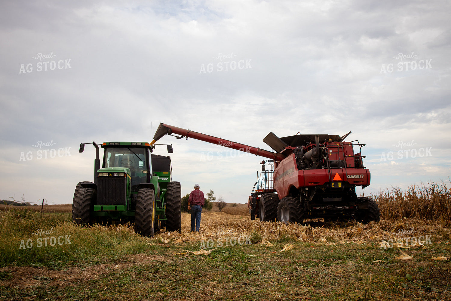 Corn Harvest 268190
