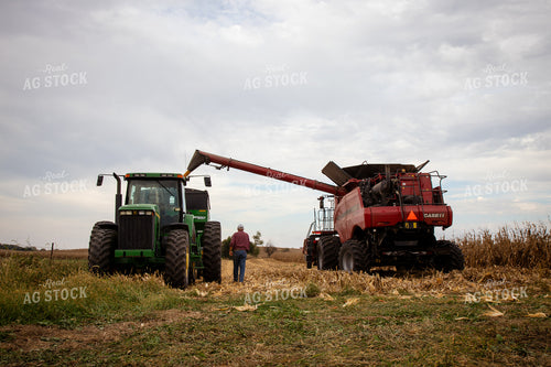 Corn Harvest 268190