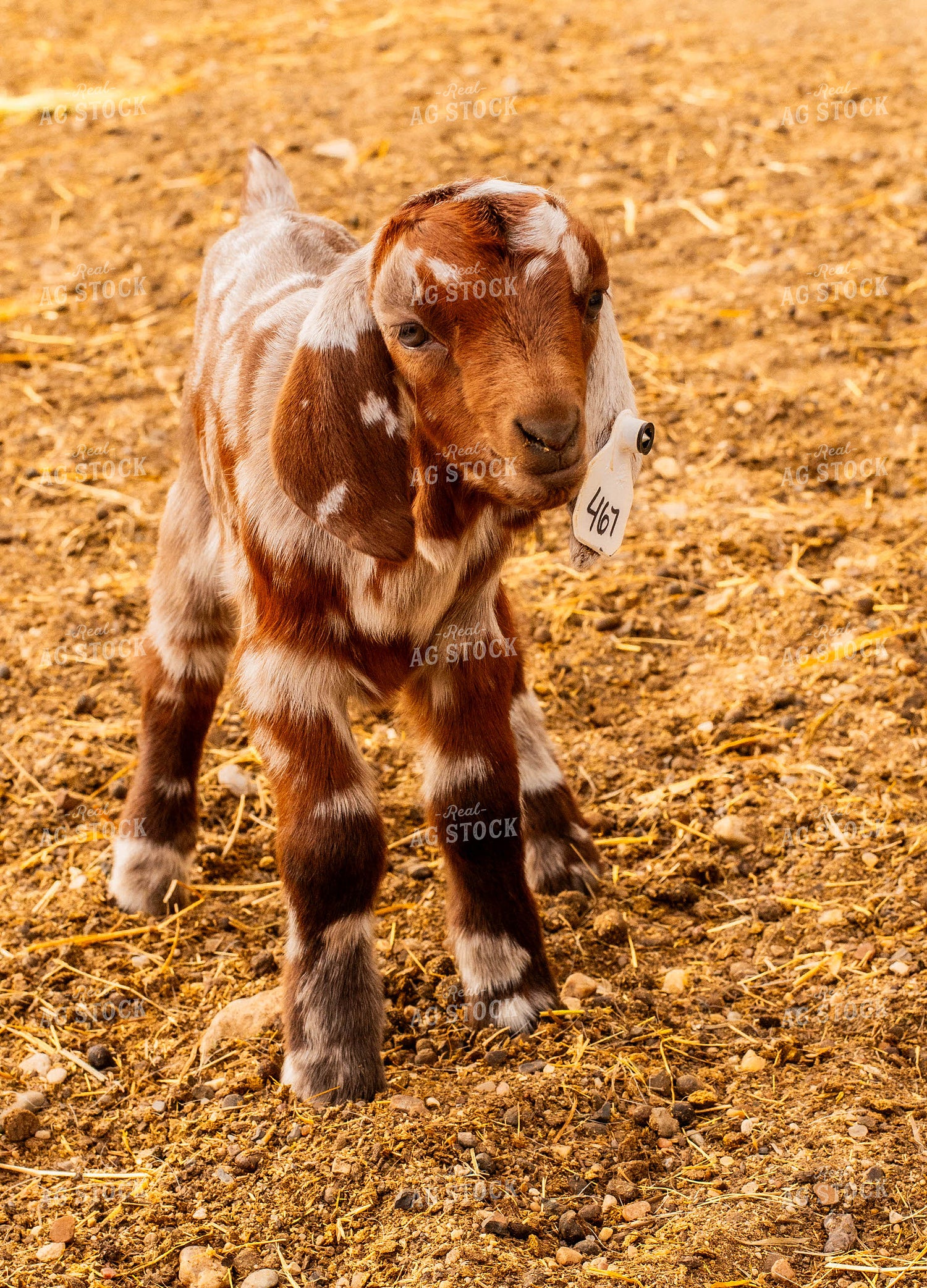Baby Goat 299077
