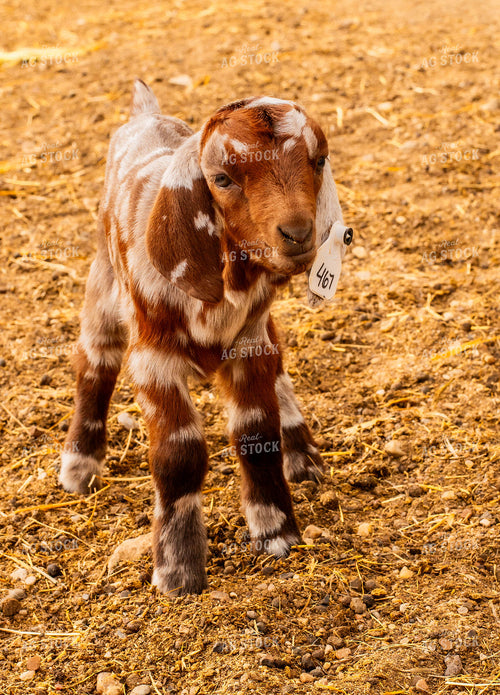 Baby Goat 299077