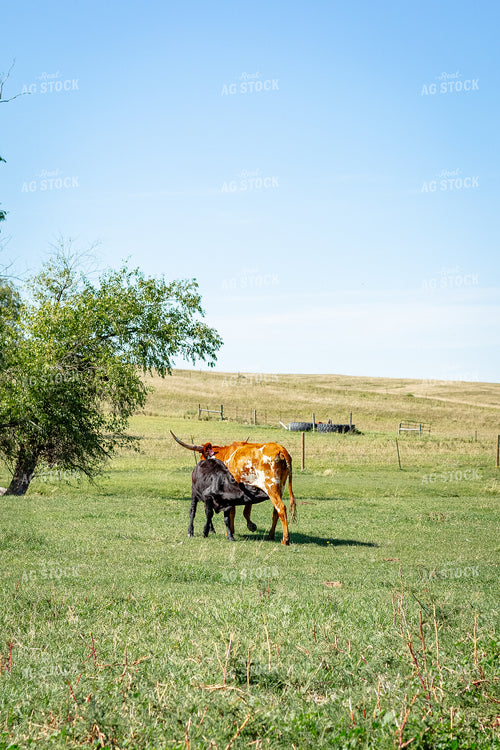 Longhorn Cattle Cow Calf Pair 155303