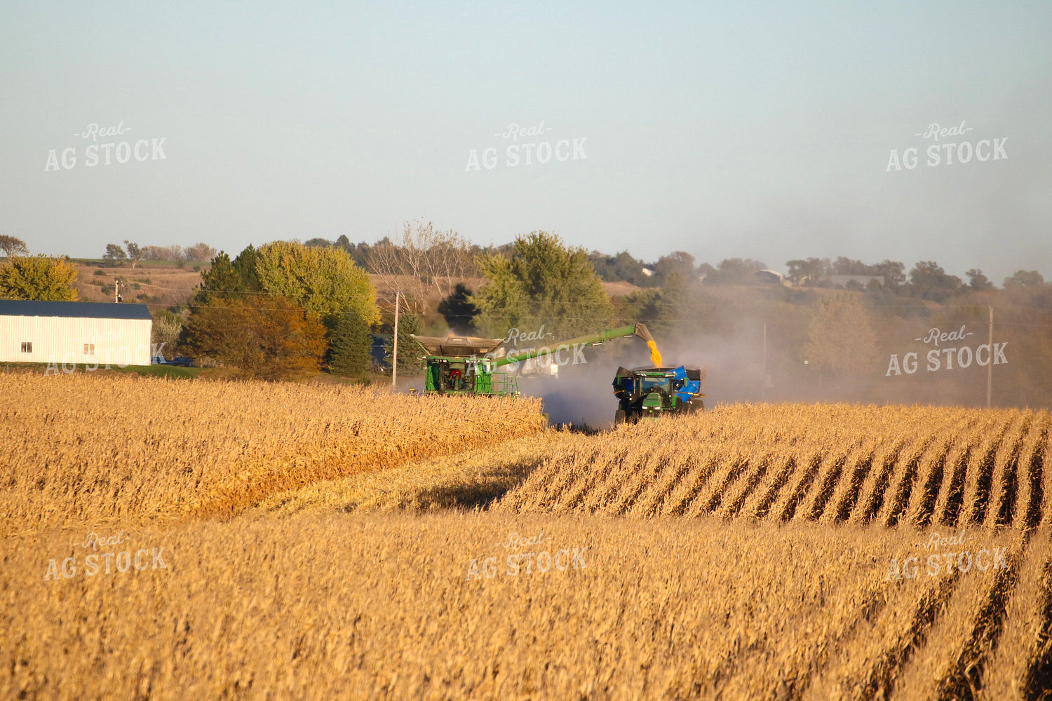 Corn Harvest 82338