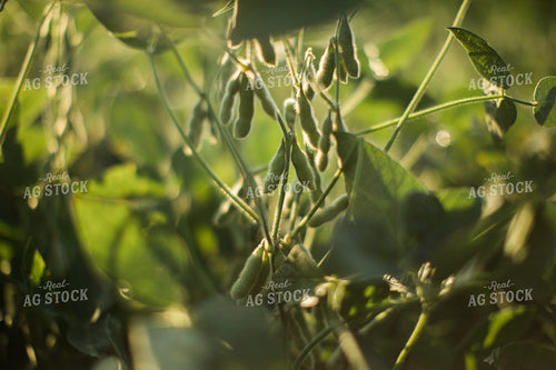 Soybean Pods at Sunrise 3282
