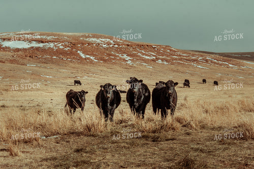 Cattle in Winter Pasture 58040