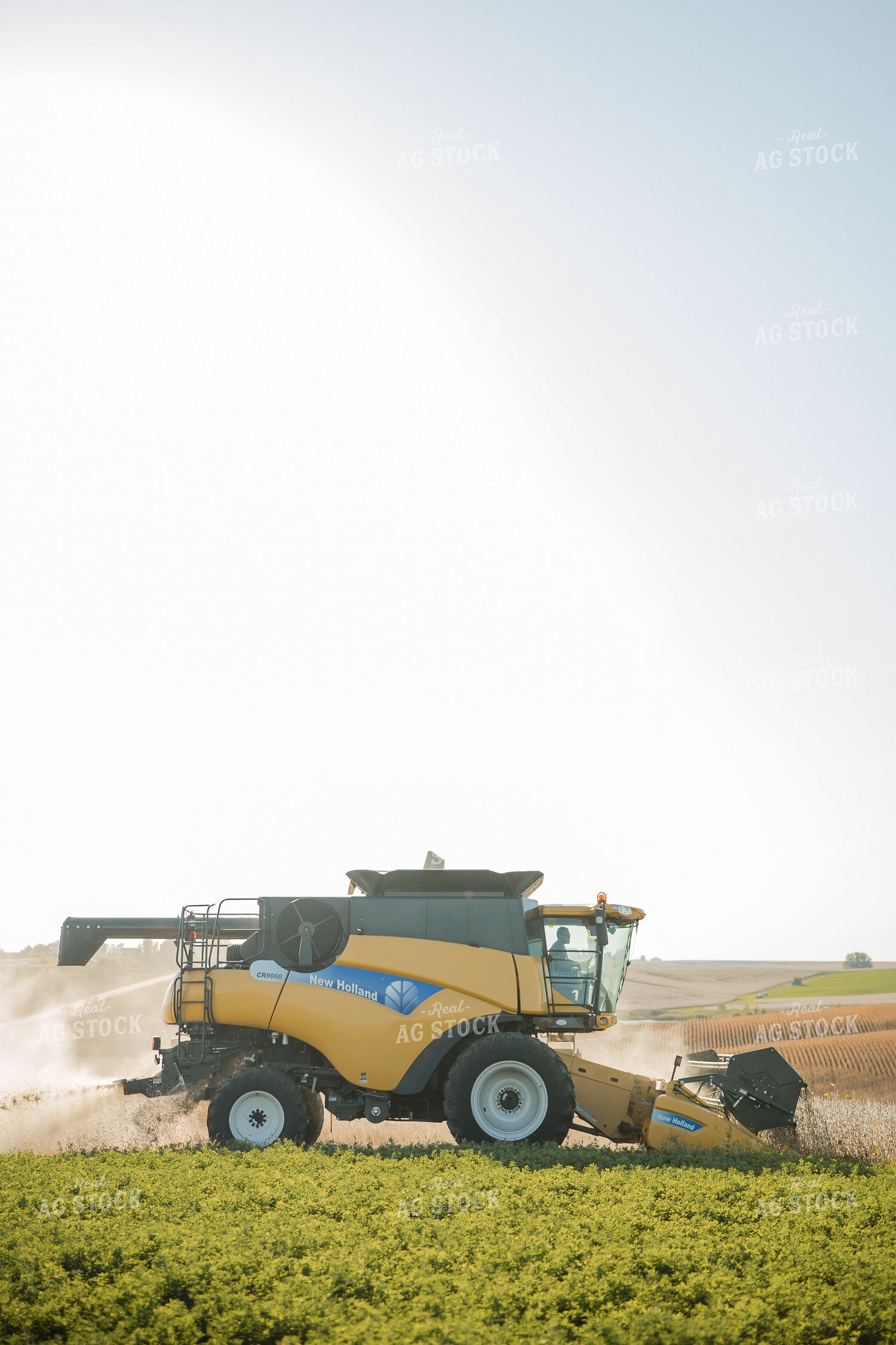 Soybean Harvest 215102