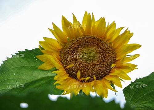 Sunflowers 160162