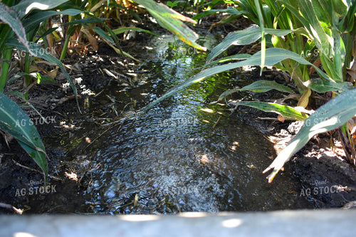 Flood Irrigated Sorghum 156079