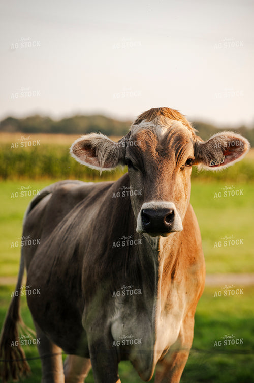 Brown Swiss Cattle 195018