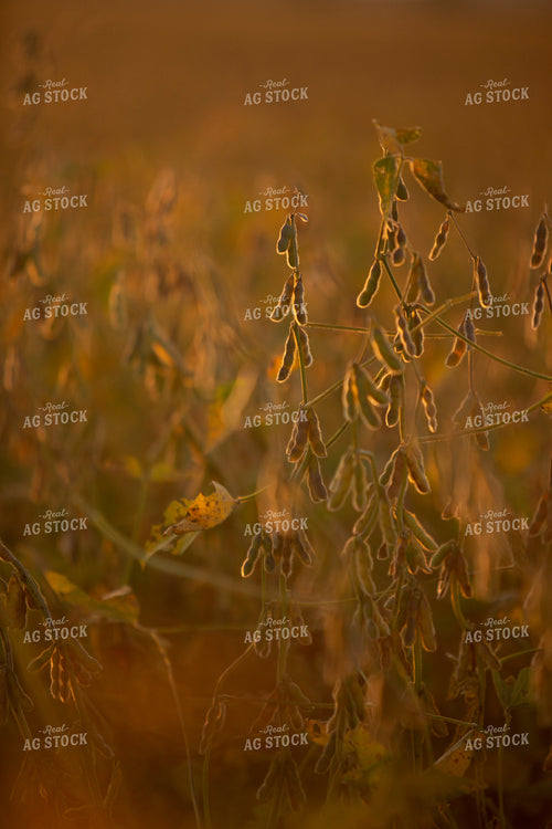 Soybeans - Dry 1522