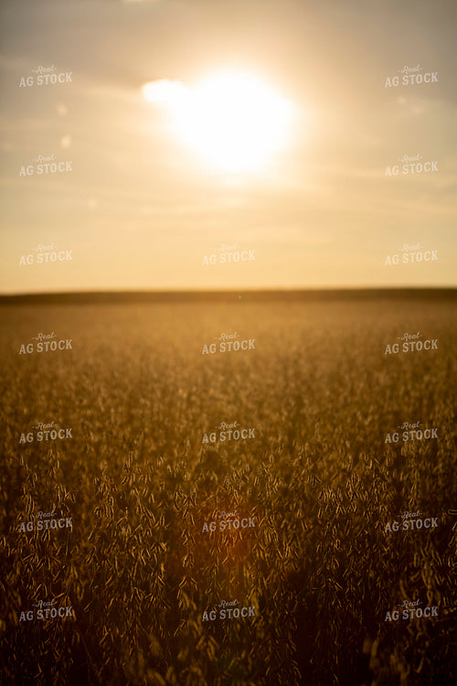 Soybeans - Dry 1539