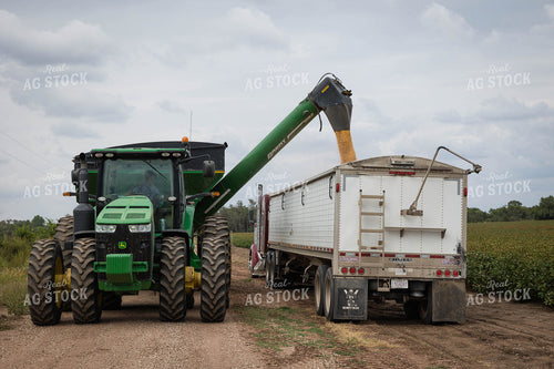 Corn Harvest 219079