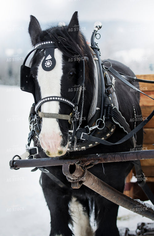 Horse Hitched to Cart 69031