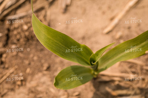 Corn Plant 147008