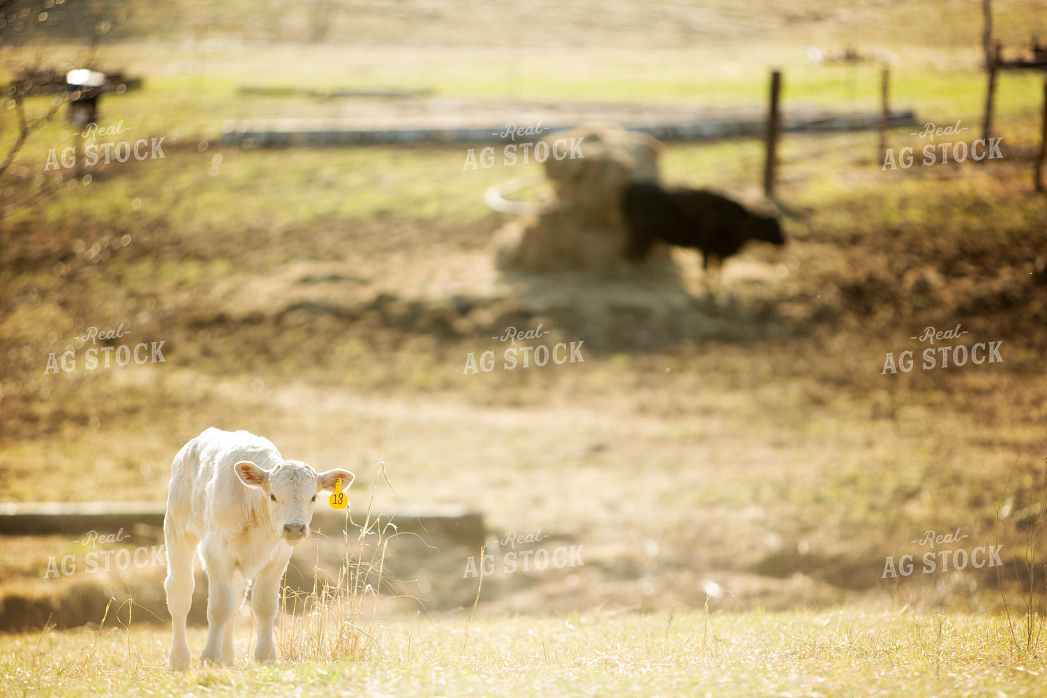 Calf - Charolais and Angus Cross 2258