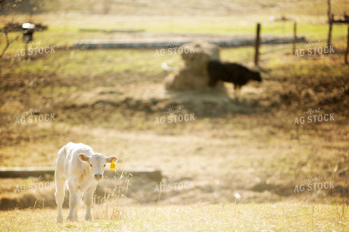 Calf - Charolais and Angus Cross 2258