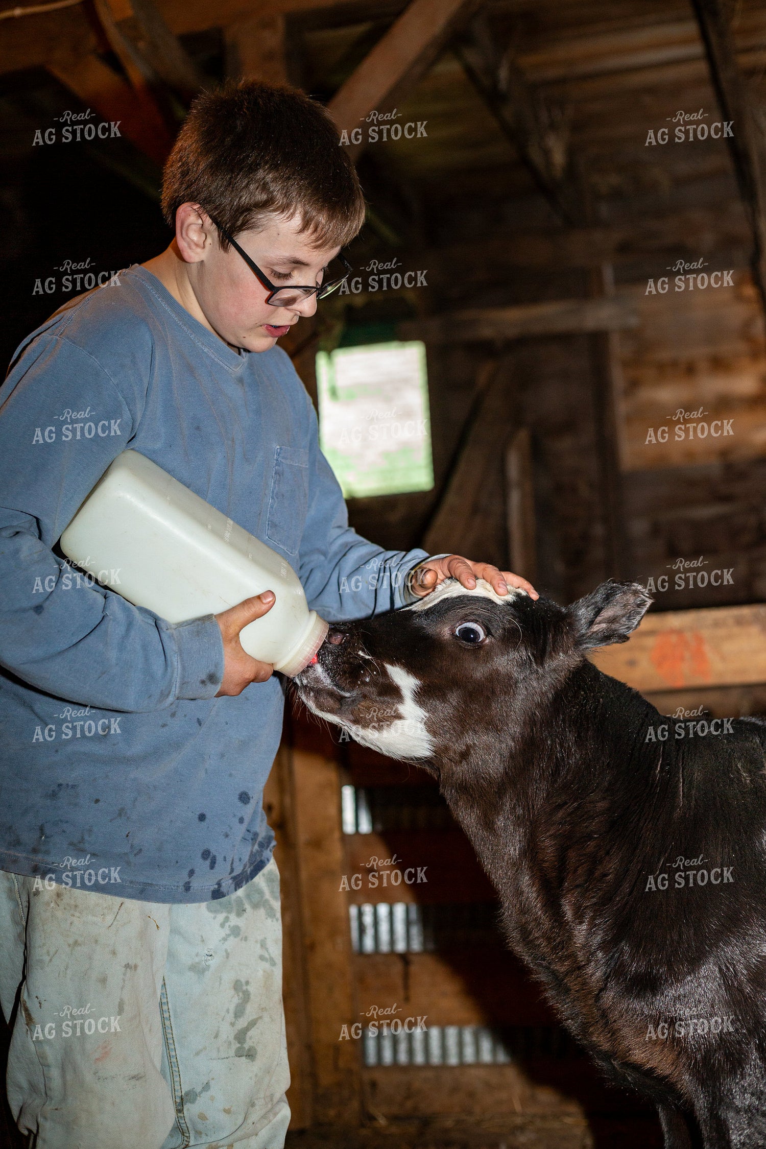 Farm Kid with Bottle Calf 155572
