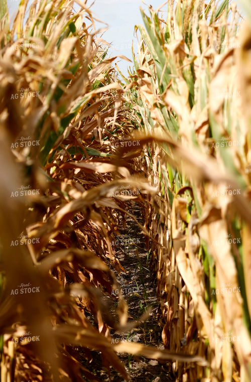 Corn Field 141742