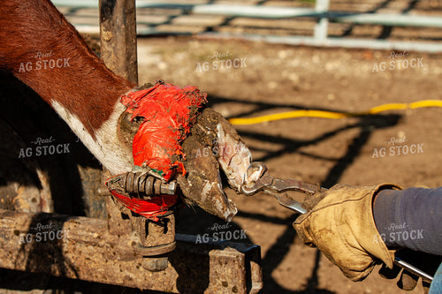 Trimming Hereford Cow Hoof 150050