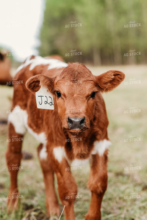 Cow 64059